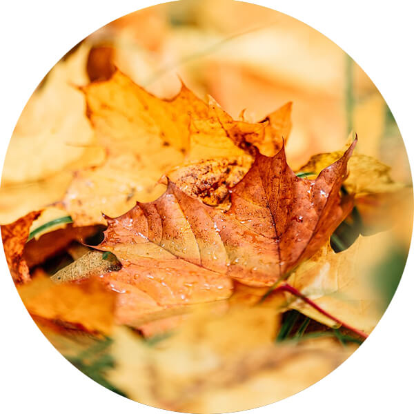 Quelques feuilles mortes sur le sol d'une for&ecirc;t.