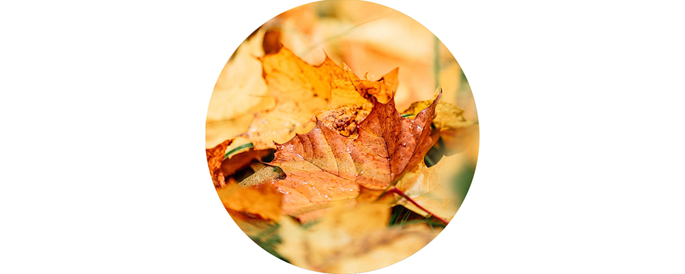 Quelques feuilles mortes sur le sol d'une for&ecirc;t.