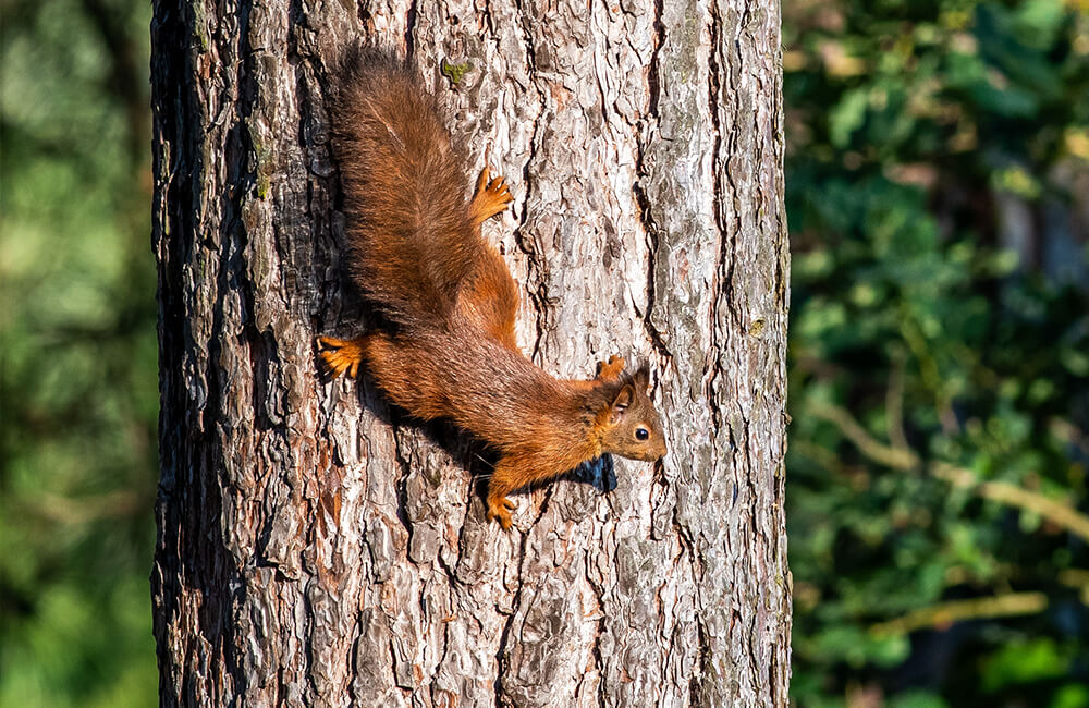 Un &eacute;cureuil grimpant sur un arbre en position horizontale
