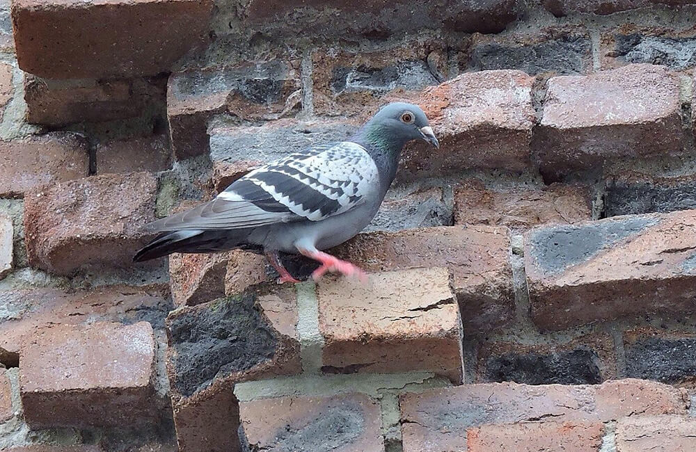 Un pigeon sauvage (Columba livia domestica) escaladant les briques du mur d'une maison.