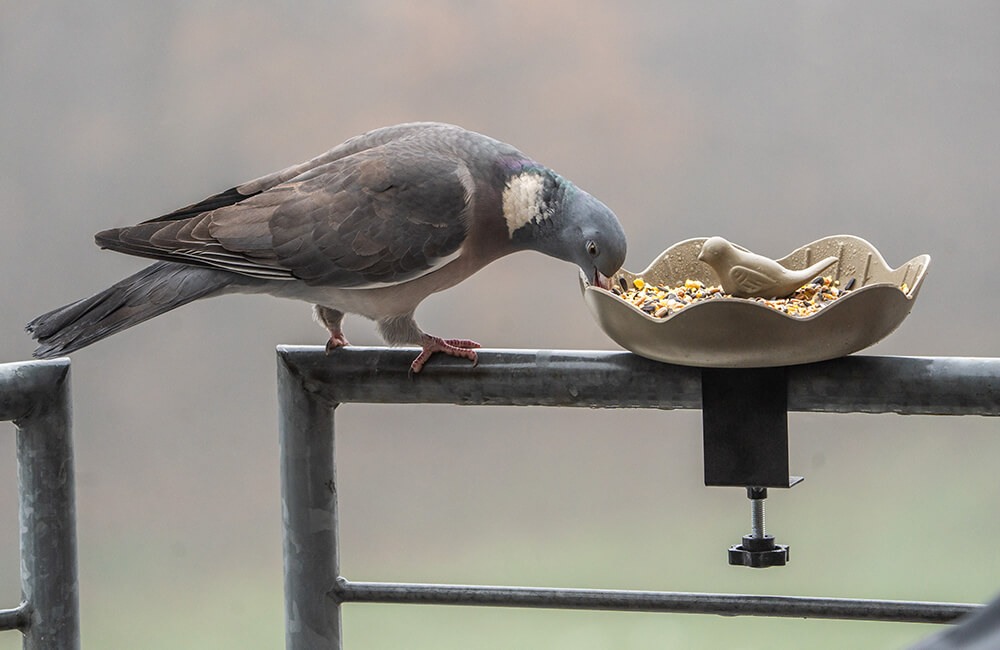 Un pigeon ramier mangeant dans une mangeoire à oiseaux sur un balcon.