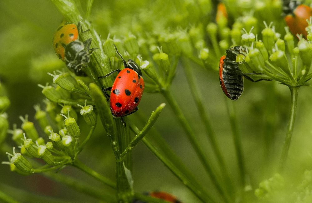 Un couple de coccinelles sur une plante.