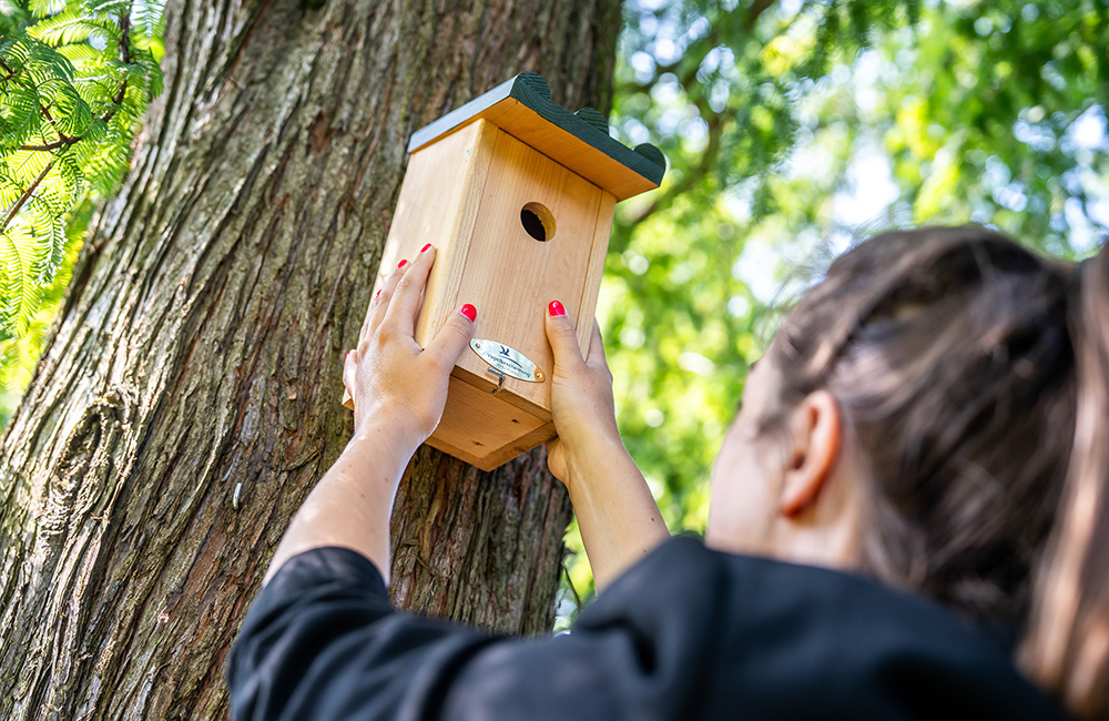 Une femme installe un nichoir sur un arbre