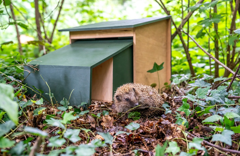 Un h&eacute;risson devant une maison de h&eacute;risson