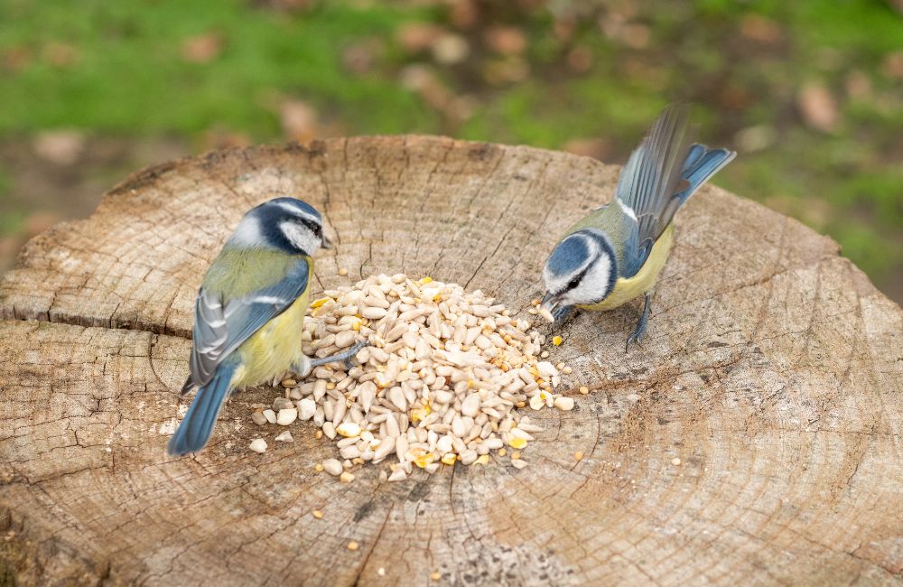 Deux m&eacute;sanges bleues mangeant des graines pour oiseaux sur un tronc d'arbre.
