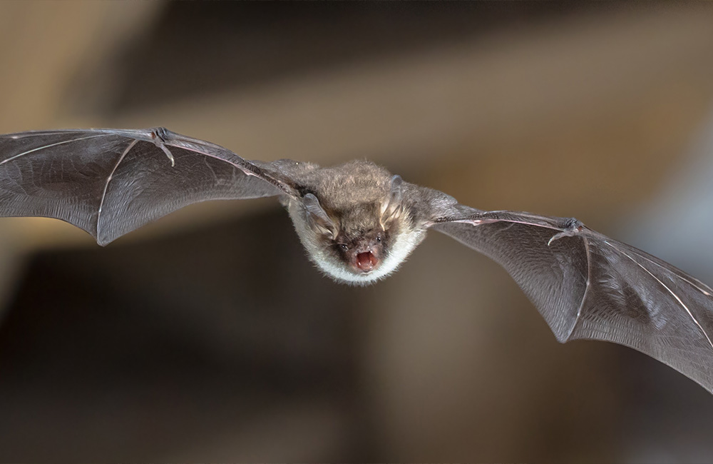 Une chauve-souris en plein vol